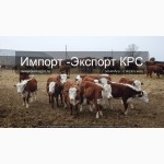 Продажа коров, Бычков, Телят, нетелей и телок породы герефод