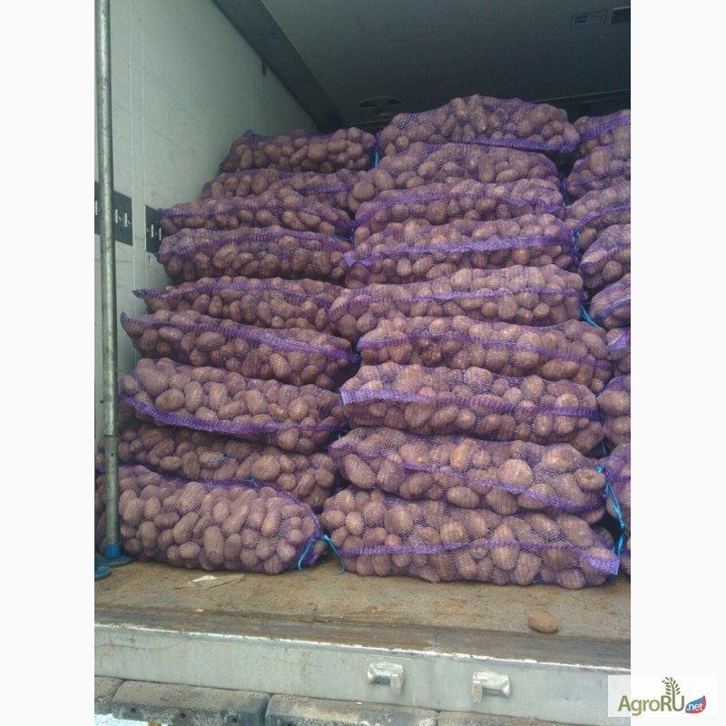 Фото 3. Картофель оптом от 20 тонн. Брянская область