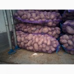 Картофель оптом от 20 тонн. Брянская область