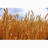 Приобретение зерновых культур