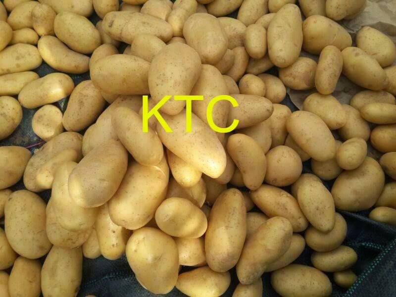 Продам картофель из Египта