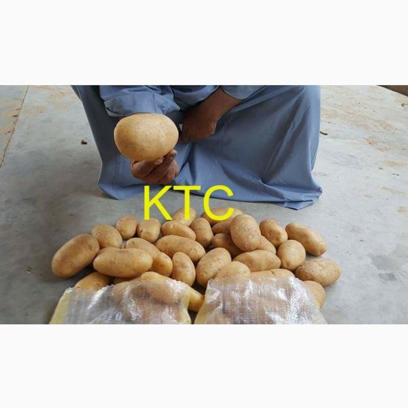Фото 2. Продам картофель из Египта