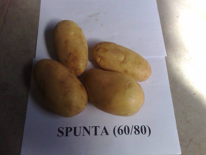 Фото 4. Продам картофель из Египта