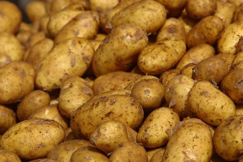 Фото 5. Продам картофель из Египта