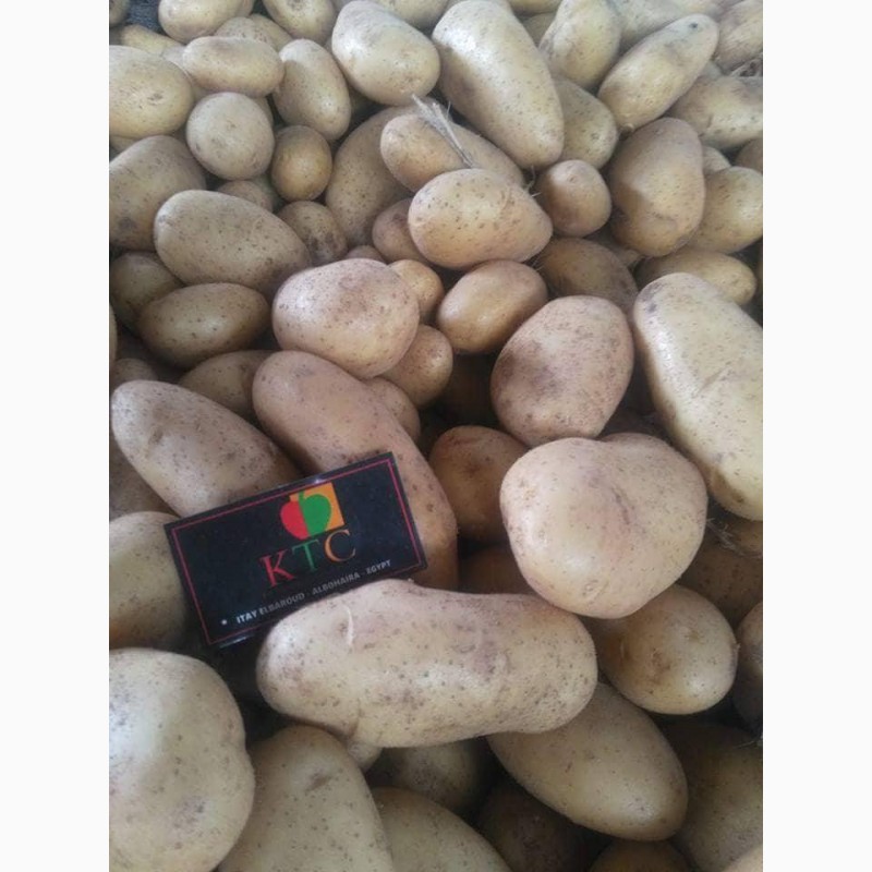 Фото 6. Продам картофель из Египта