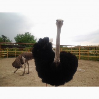 Продам Семья страусов (размножающееся «ТРИО» 1 самец+2 самки)