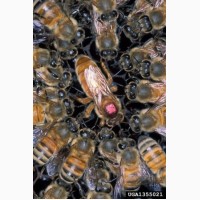 Продам пчелы пчелопакеты пчелосемьи