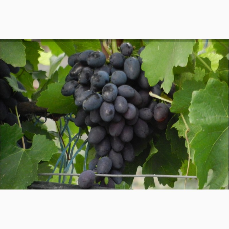 Фото 2. Продаем виноград от производителя в Крыму!Урожай 2018 года