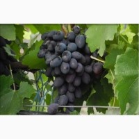 Продаем виноград от производителя в Крыму!Урожай 2018 года