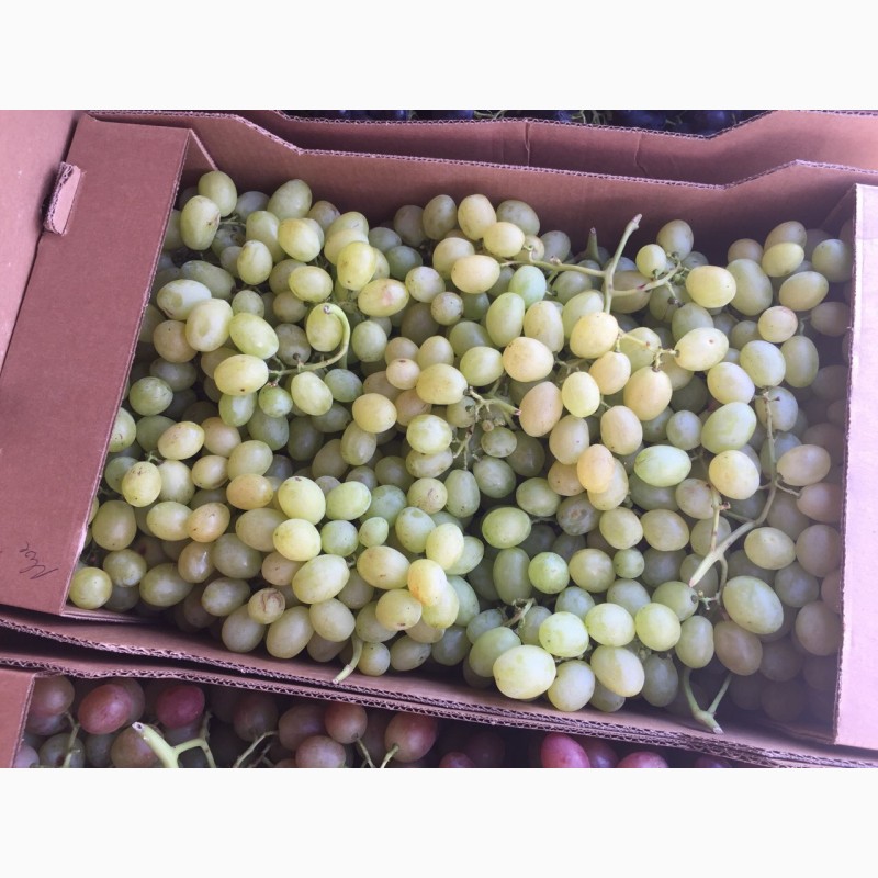 Фото 4. Продаем виноград от производителя в Крыму!Урожай 2018 года
