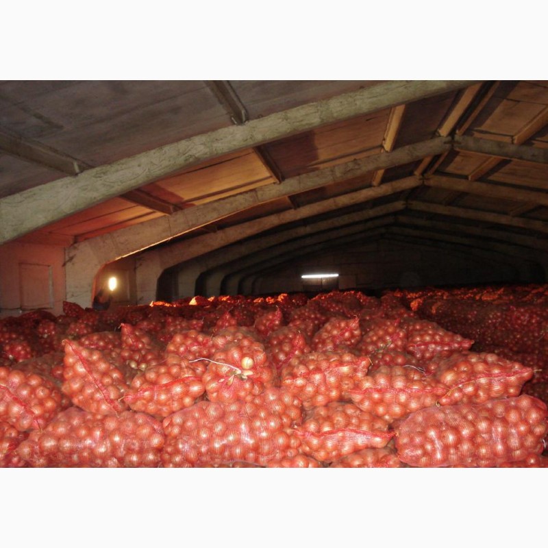 Фото 2. Лук репчатый продовольственный оптом от производителя со склада в СПБ