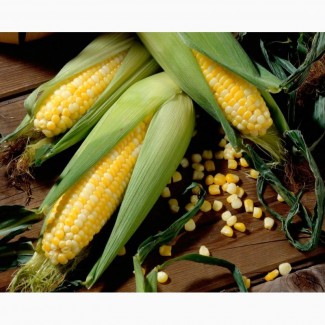 Гибриды семена кукурузы ДКС 4014, ДКС 3511 Монсанта, Monsanto