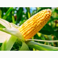 Гибриды кукурузы Агроплазма