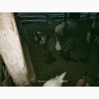 Продам коз высокоудойные