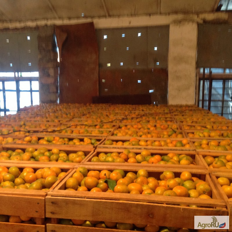Фото 2. Абхазские мандарины оптом. Цена около 60 руб/кг. От 1 тонны. Есть в наличии