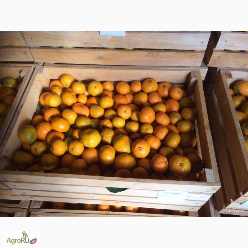 Фото 3. Абхазские мандарины оптом. Цена около 60 руб/кг. От 1 тонны. Есть в наличии
