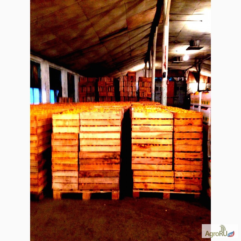 Фото 4. Абхазские мандарины оптом. Цена около 60 руб/кг. От 1 тонны. Есть в наличии