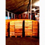 Абхазские мандарины оптом. Цена около 60 руб/кг. От 1 тонны. Есть в наличии