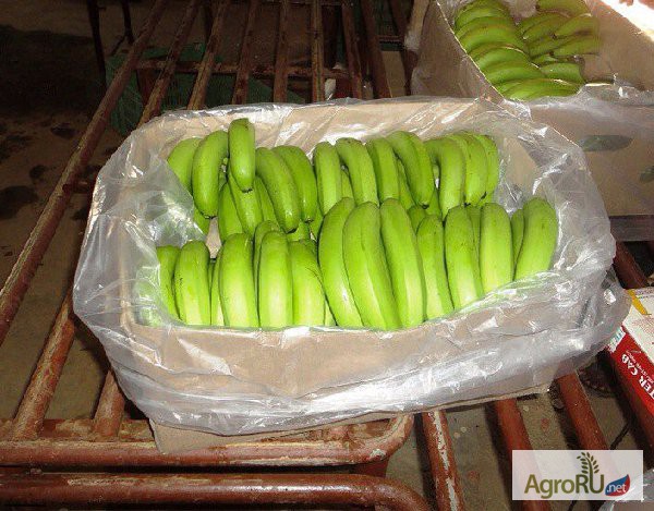 Фото 3. Бананы из Эквадора от производителя