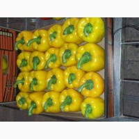 Продам болгарский перец