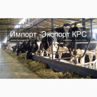 Продажа коров дойных, нетелей молочных пород в Новосибирске