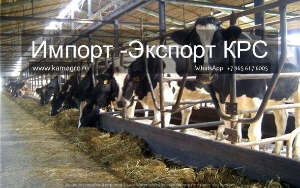 Продажа коров дойных, нетелей молочных пород в Новосибирске
