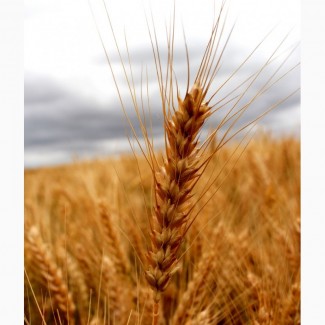 Семена озимой пшеницы Таня