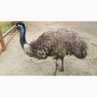 Продам страусят Австралийских Эму
