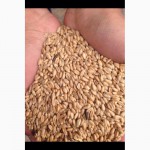 Пшеницу фуражную оптом