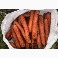 Морковь оптом и в розницу