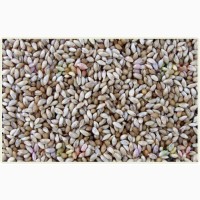 Семена тимофеевки луговой ВИК-66 ЭС, РС1, РСт
