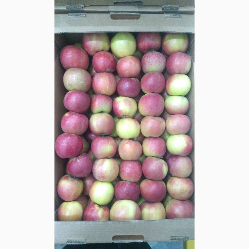 Фото 5. Яблоки оптом 1 и 2 сорт