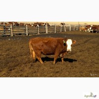 Стельные коровы казахской белоголовой породы. 60 голов. 2-3 телок.