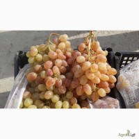 Продаём Виноград тайфи