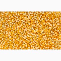 Куплю зерно кукурузы