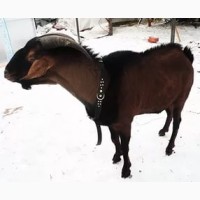 Продам коз
