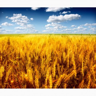 Предлагается к покупке продовольственная пшеница 4 класса