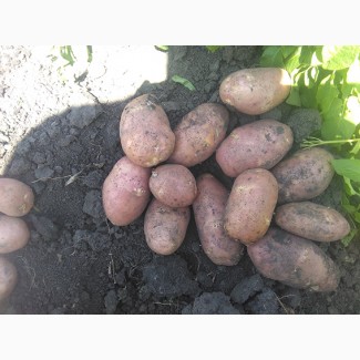 Молодой картофель оптом урожай 2018 от КФХ