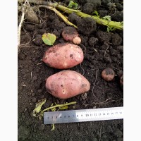 Картофель продовольственный оптом, Ред Скарлет, урожай 2018