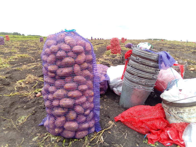 Фото 3. Картофель продовольственный оптом, Ред Скарлет, урожай 2018