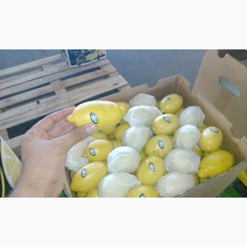 Фото 2. Продам Лимоны из Сирии