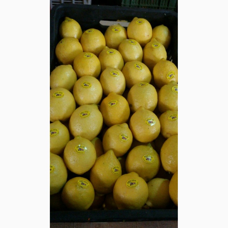 Фото 3. Продам Лимоны из Сирии