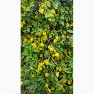 Лимоны, апельсины, мандарины_от производителя в Турции
