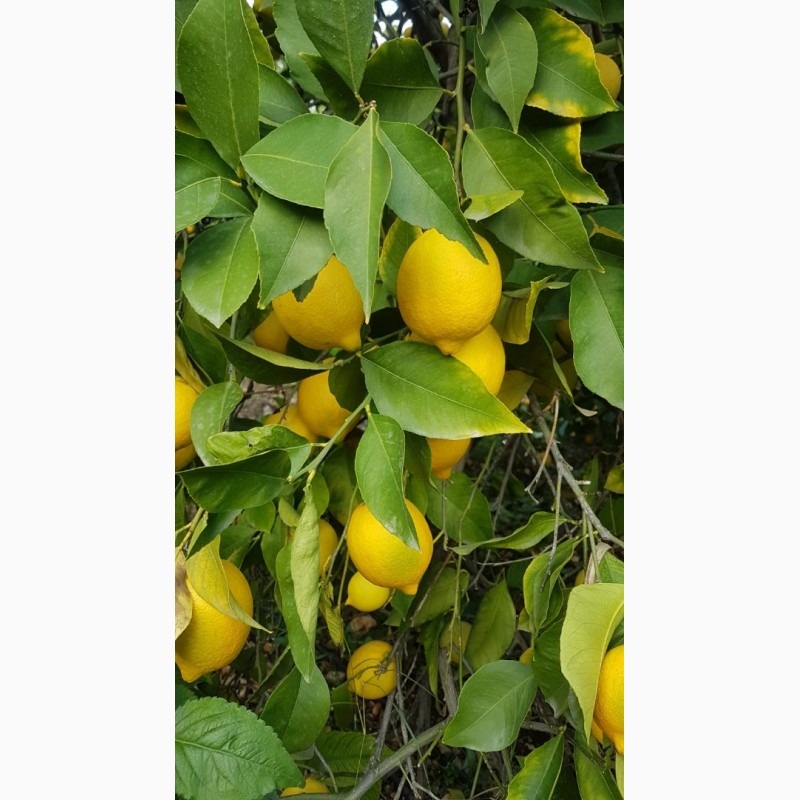 Фото 2. Лимоны, апельсины, мандарины_от производителя в Турции