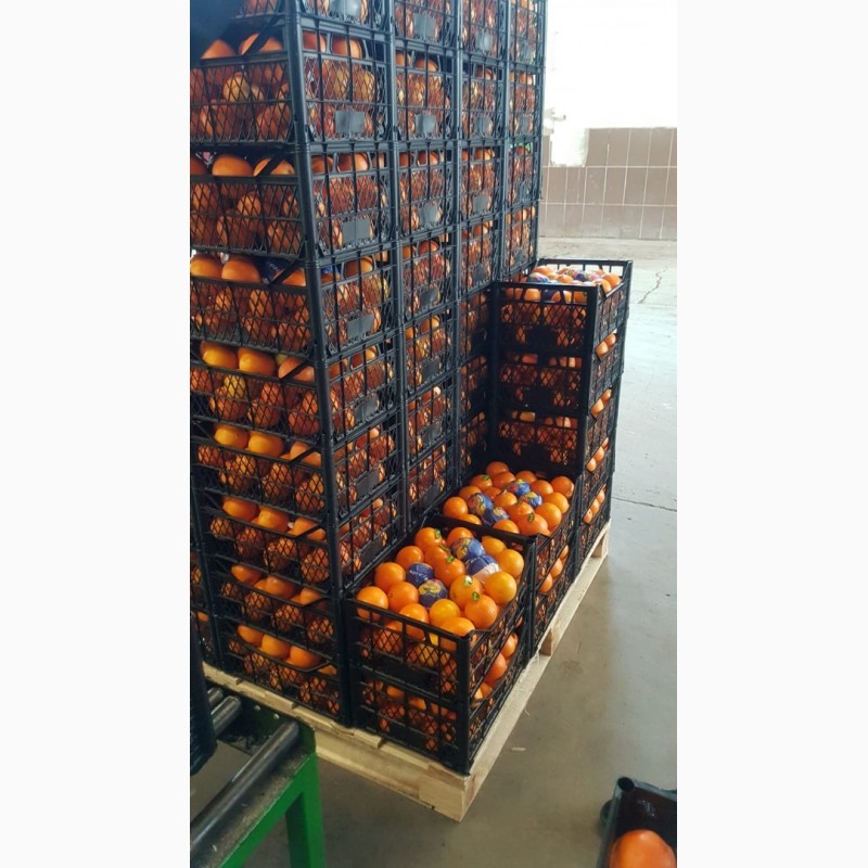 Фото 3. Лимоны, апельсины, мандарины_от производителя в Турции