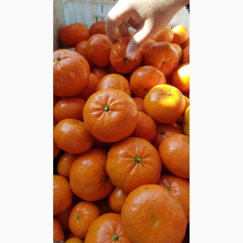 Фото 4. Лимоны, апельсины, мандарины_от производителя в Турции