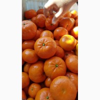Лимоны, апельсины, мандарины_от производителя в Турции