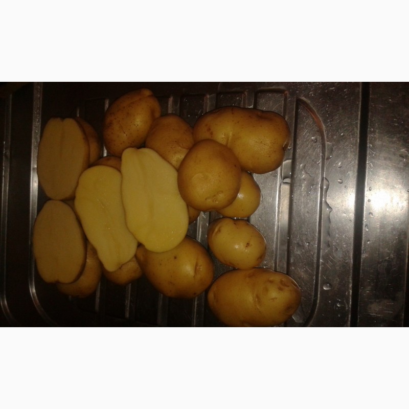 Фото 4. Купим картофель сорт Гала, Королева Анна