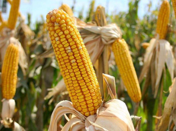Фото 2. Канадский трансгенный гибрид кукурузы sedona bt 166 фао 180