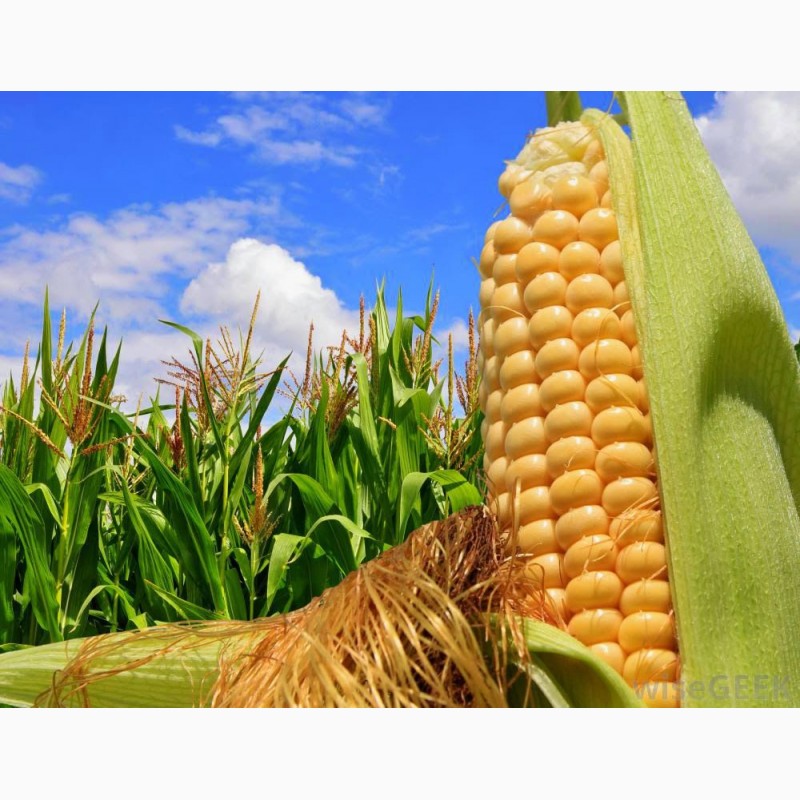 Фото 3. Канадский трансгенный гибрид кукурузы sedona bt 166 фао 180